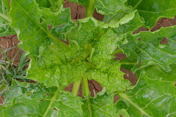 Gesunde Rübenblätter.