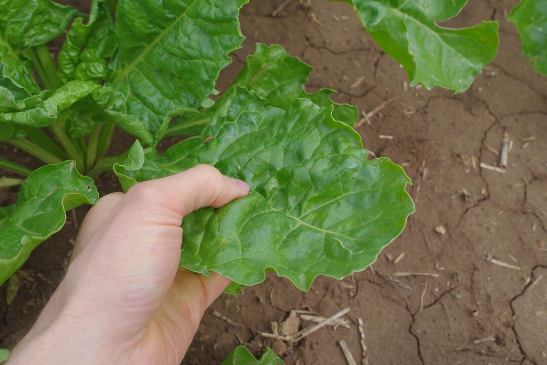 Damit die R�ben ssp�ter in der Vegetation gut dastehen, ben�tigen sie einen angemessenen Schutz - vor allem w�hrend der Jugendentwicklung.