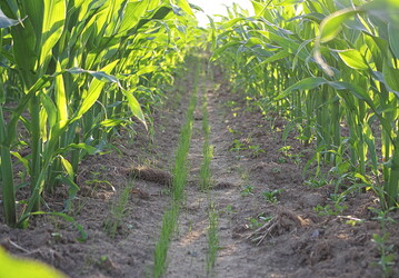 Blattfrüchte können die Fruchtfolge bereichern, stellen aber Herausforderungen beim Erosionsschutz.