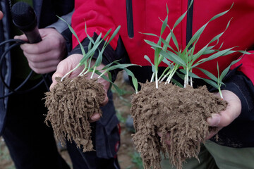 Einige Pilzarten umflechten Wurzeln oder wachsen direkt in die Wurzel einer Kultur ein. Sie vergrößern die Wurzeloberfläche und liefern der Pflanze im Tausch gegen Zucker Nährstoffe, die für die Pflanze sonst kaum verfügbar sind.