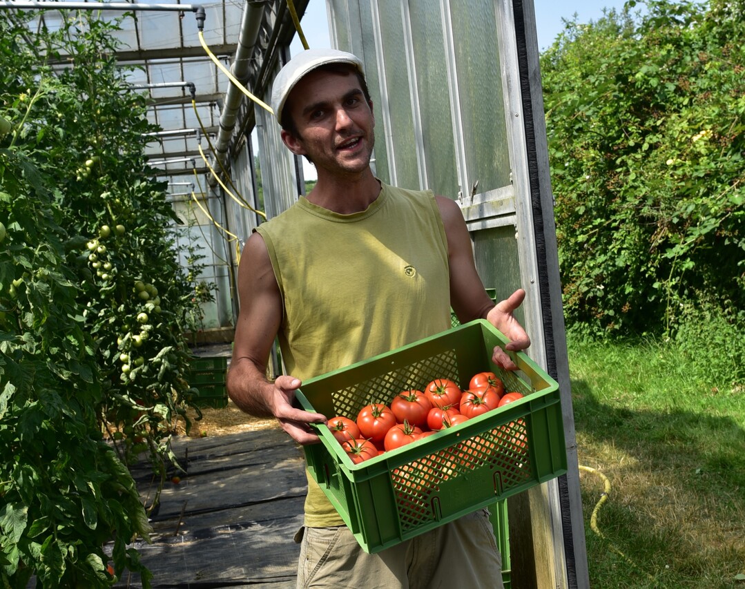 60 Gemüsekulturen wachsen in der Gemüsegärtnerei Querbeet. Hier präsentiert Betriebsleiter Jannis Zentler stolz die alte Tomatensorte ‘Berner Rose’.