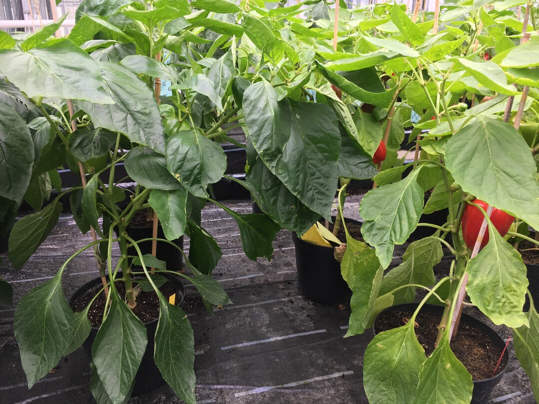 Bei Pflanzenversuchen, hier mit Paprika im Gew�chshaus, zeigt sich die Wirkung von Biostimulanzien h�ufig in st�rkerem Wachstum und gr�neren Bl�ttern.&nbsp;