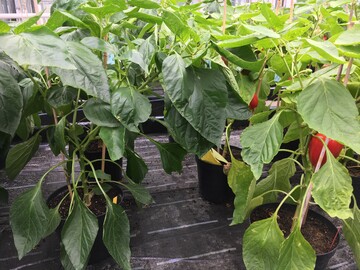  Bei Pflanzenversuchen - hier mit Paprika im Gewchshaus - zeigt sich die Wirkung von Biostimulanzien hufig in strkerem Wachstum und grneren Blttern. 