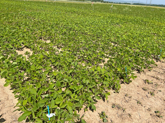 Der Durchschnittsertrag der sehr frhen Sojabohnen (000) lag, verrechnet ber 8 Standorte und 16 Prfglieder, bei 38,5 dt/ha und einer Trockensubstanz (TS) von 87 Prozent.