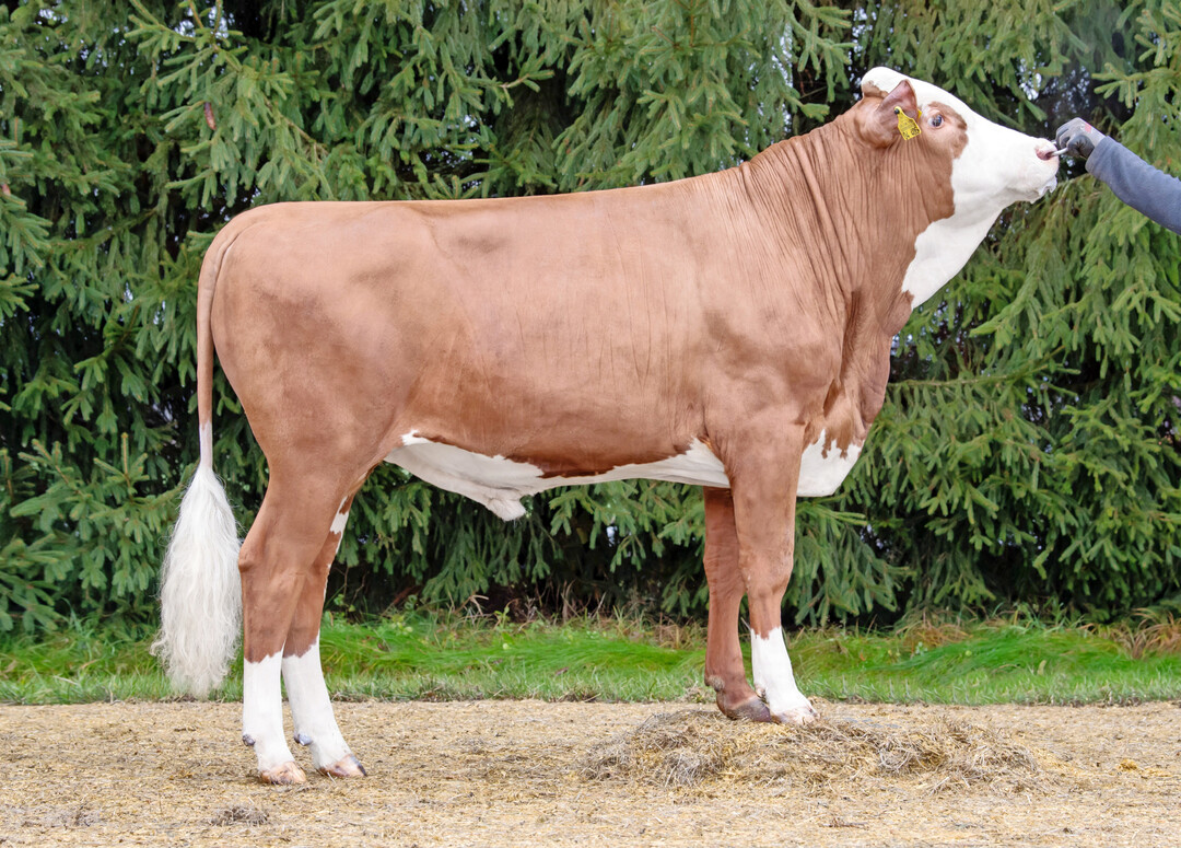 2 Neu auf der Station ist Donar (Donut x Harun) mit einem GZW von 133. Der Bulle stammt vom Zuchtbetrieb Weber GbR in Boxberg. Er ist ein leistungsstarker Vererber, der aus einer schauerfahrenen Mutterlinie hervorgeht.