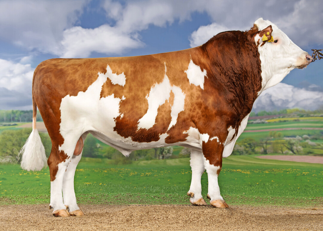 3 Bei den Vererbern mit Tchtern ist Hayward (Hashtag x Waban) mit einem GZW von 142 die deutliche Nummer eins dieser Zuchtwertschtzung. Der von der Kress GbR gezogene Bulle berzeugt durch seine Nachkommen