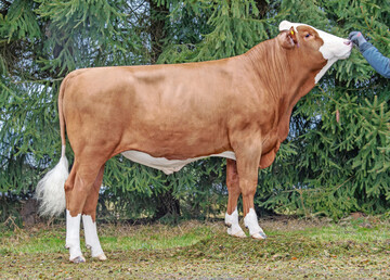 1 Der Bulle Waterline fällt durch seine hohen Fitnesswerte auf. Der Vererber punktet mit einem GZW von 147.