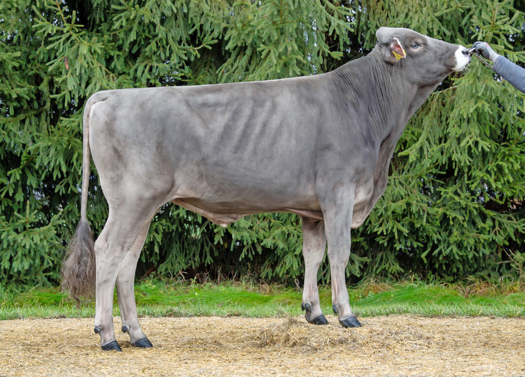 1 Der Bulle Valmont P*S aus der Zucht von Martin Rehm und Dr. Stefan Birkenmaier punktet mit einem GZW von 146. 