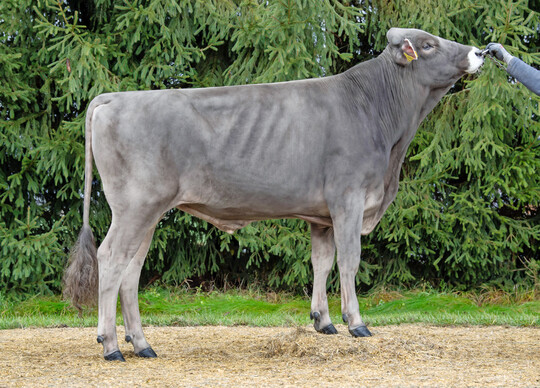 1 Der Bulle Valmont P*S aus der Zucht von Martin Rehm und Dr. Stefan Birkenmaier punktet mit einem GZW von 146. 