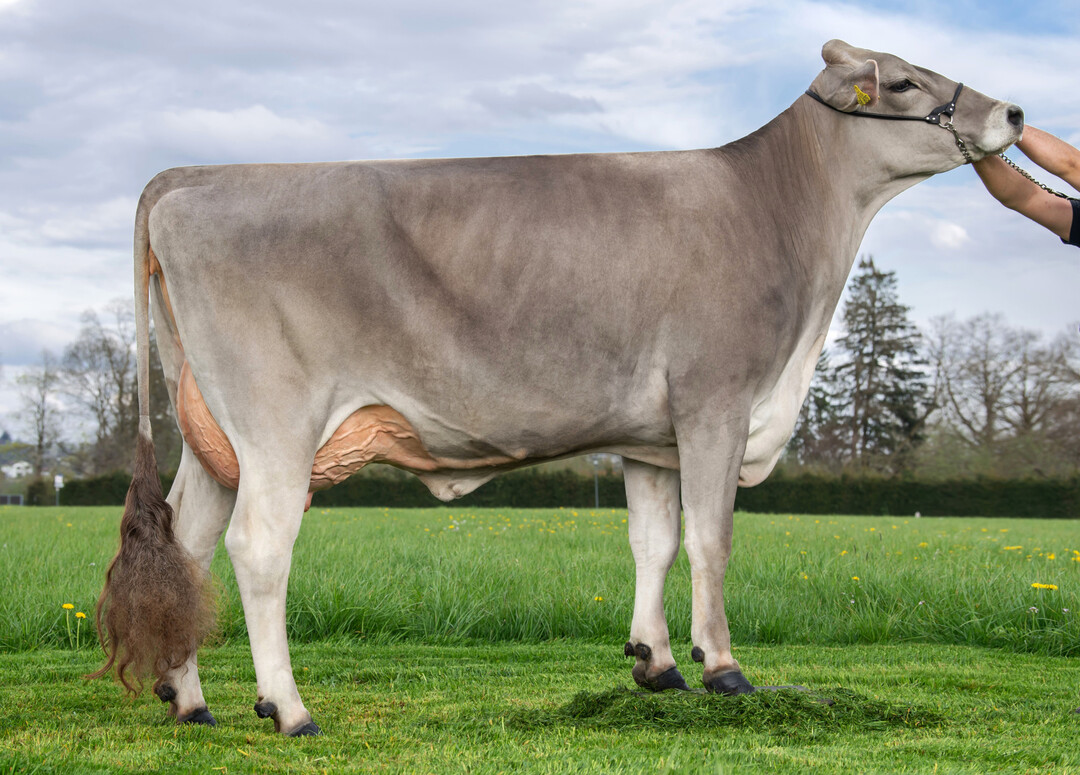 2 Nikita Pp ist die Tochter der Zweitkalbskuh Virus Nikita P, der Mutter der beiden Bullen Varese und Valmont P*S.