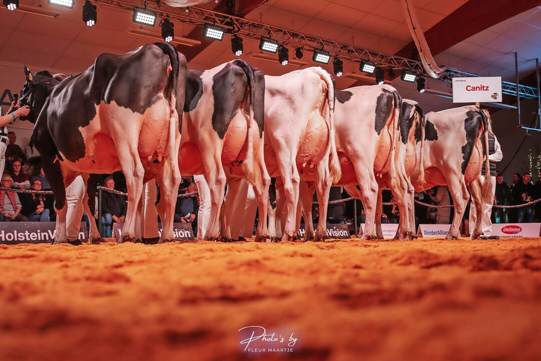 2 Die Tchtergruppe des schwarbunten Holsteinverebers Canitz beeindruckte auf der HolsteinVision-Schau der RinderAllianz. Der Vererber punktet mit einem RZG von 130. 