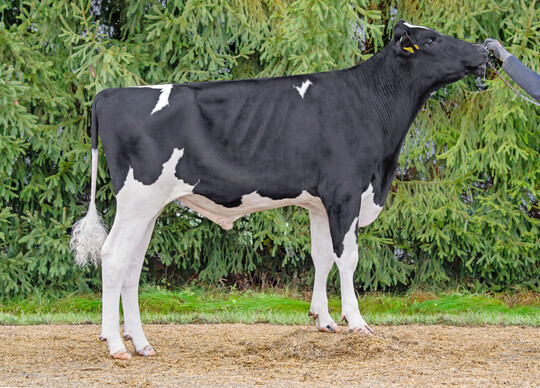 1 Der schwarzbunte Holsteinvererber Chanello, der von Real Syn x Sunrise abstammt, verfgt ber einen RZG von 157.