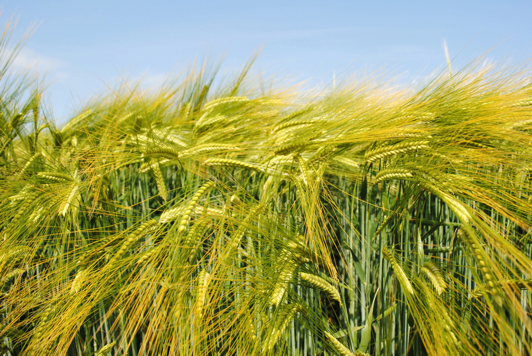 Der franzsische Pflanzenzchter RAGT verstrkt sein Portfolio fr Braugerste.