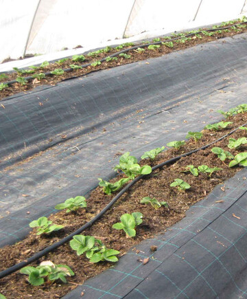 Erdbeeren in Mypexfolie: Damm-/Rinnenkultur in Substrat mit Bew�sserung.