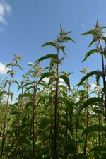 Neuzüchtung der Faserbrennnessel Urtica dioica L. - vielversprechend im Feldanbau. Dank moderner Verarbeitungsmethoden kann man aus den Fasern der Brennnessel heute ein Nesseltuch mit sehr guten textilen Eigenschaften herstellen. Auch für technische Gewebe ist die Fasernessel geeignet.