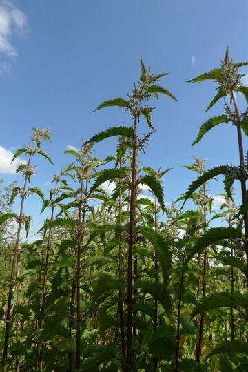 Neuzchtung der Faserbrennnessel Urtica dioica L. - vielversprechend im Feldanbau. Dank moderner Verarbeitungsmethoden kann man aus den Fasern der Brennnessel heute ein Nesseltuch mit sehr guten textilen Eigenschaften herstellen. Auch fr technische Gewebe ist die Fasernessel geeignet.