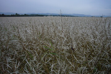 Hagelschden am Rapsbestand