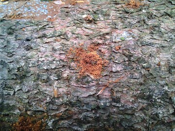 Borkenkferbefall: Die Fichte ist mit Abstand die am weitesten verbreitete Baumart in Baden-Wrttemberg. Obwohl die Wlder im Jahr 2023 insgesamt ausreichend mit Wasser versorgt waren, ist bisher keine wesentliche Regeneration der Fichten zu erkennen. Zudem waren sie auch im laufenden Jahr wieder einem hohen Borkenkferdruck ausgesetzt, wie hier im Bild an den Bohrlchern zu sehen ist.
