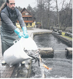 Fischwirt Nils Fraupel setzt in der Fischzucht Zordel an der Eyach schlachtreife Forellen um. Im Hintergrund der Forellengrill