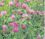 Erfolgreicher Zwischenfruchtanbau durch Auswahl geeigneter Arten und sorgfältige Bestellung; das Ergebnis kann mit der Spatenprobe überprüft werden.