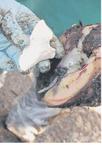 Klauenpflege und die eine Demonstration des optimalen Schneidens waren Thema an einem der Schulungstage.