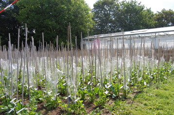 Anbau von F2 Pflanzen im Feld. Um bei der Erzeugung von Nachkommenschaften einzelner Zuckerrüben eine Fremdbestäubung auf dem Feld zu vermeiden, werden Tüten um die Blütenstände gebunden.