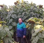 Massereiche Sonnenblumenhybriden am Standort Schwaan bei Rostock in 2013
