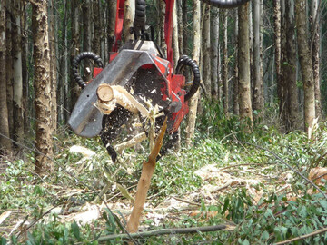 Ein entrindender Harvesterfllkopf im Einsatz. 