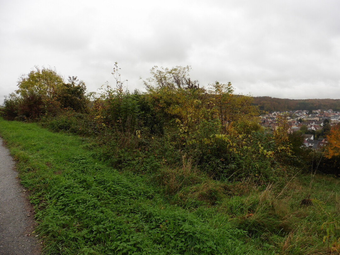 Vorsicht bei der Pflege von Drieschen. Wenn es sich um ein Biotop handelt, m�ssen Auflagen beachtet werden.