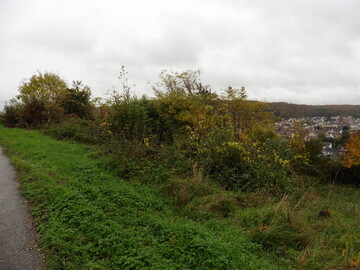 Vorsicht bei der Pflege von Drieschen. Wenn es sich um ein Biotop handelt, m�ssen Auflagen beachtet werden.