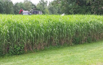 Miscanthus