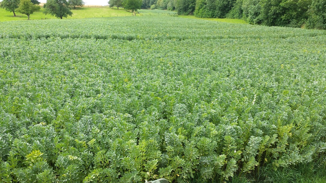 Die Flächen für Ackerbohnen haben sich um 75 Prozent gesteigert.