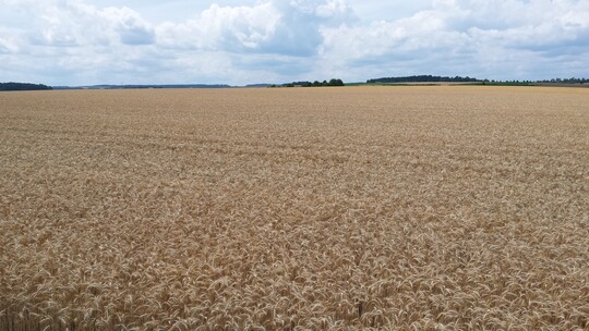 Triticale