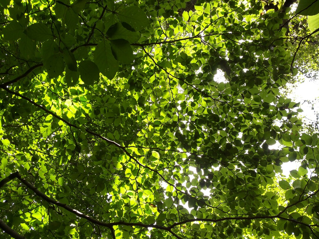 Der Kronenzustand der Buchen war 2014 wesentlich durch die in diesem Jahr starke Fruktifikation bestimmt. Nun hat er sich normalisiert und ist auf das Niveau der Jahre 2012 und 2013 zurückgekehrt.