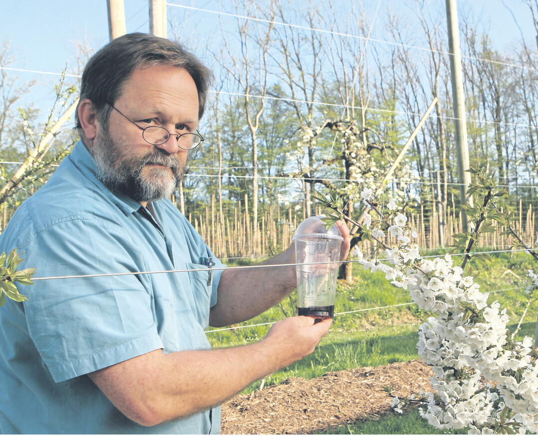Martin Trautmann vomin Bavendorf prüft eine Monitoringfalle auf Kirschessigfliege. Den ganzen Winter über waren immer wieder Fliegen in den Becherfallen, befüllt mit einer Köderflüssigkeit aus je einem Drittel Rotwein, Apfelessig und Wasser, zu finden. Kein zuversichtlich stimmendes Omen.