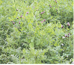 Zwischenfruchtmischungen können individuell für den Betrieb zusammengestellt werden.