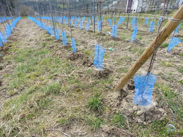 Anhäufeln der Jungreben empfiehlt sich.