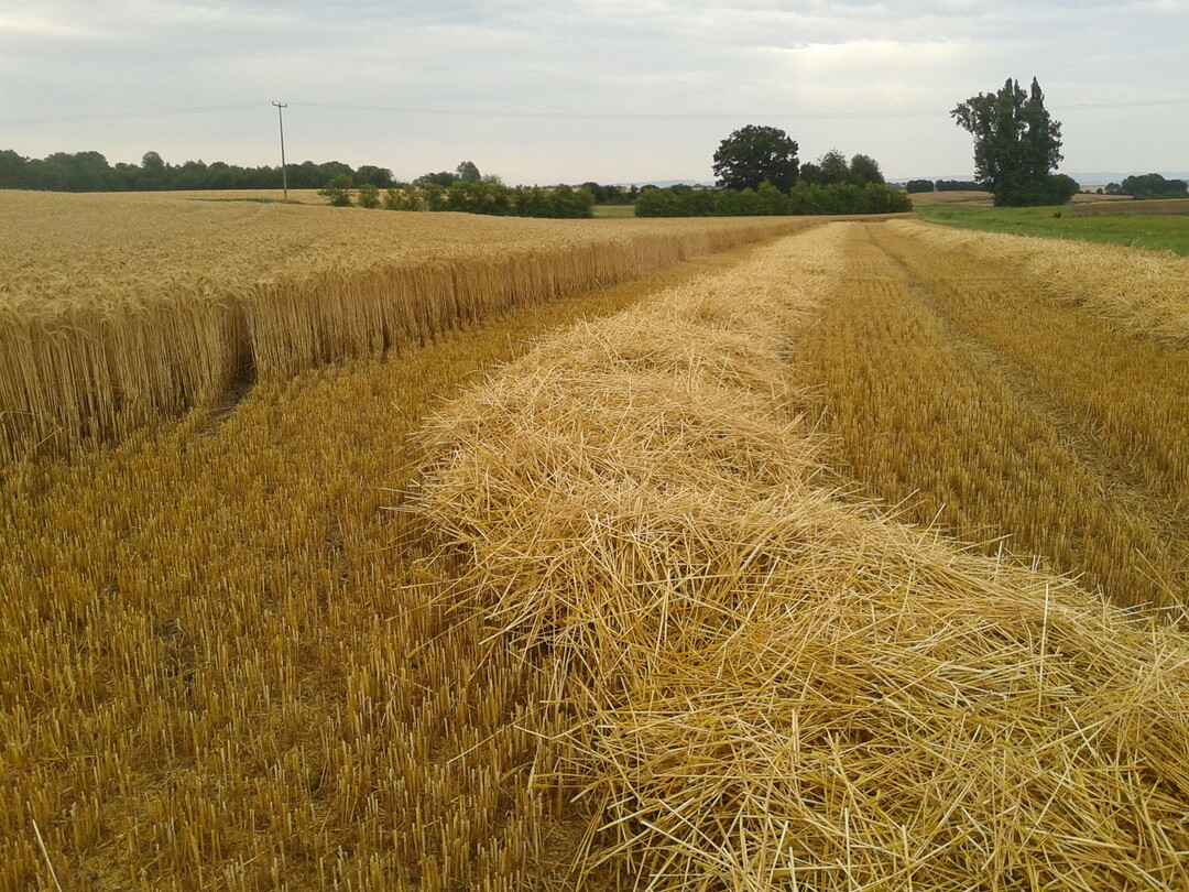 Aus Gras oder Stroh sollen Zwischenprodukte fr den erdlbasierten Raffinerieprozess entstehen.