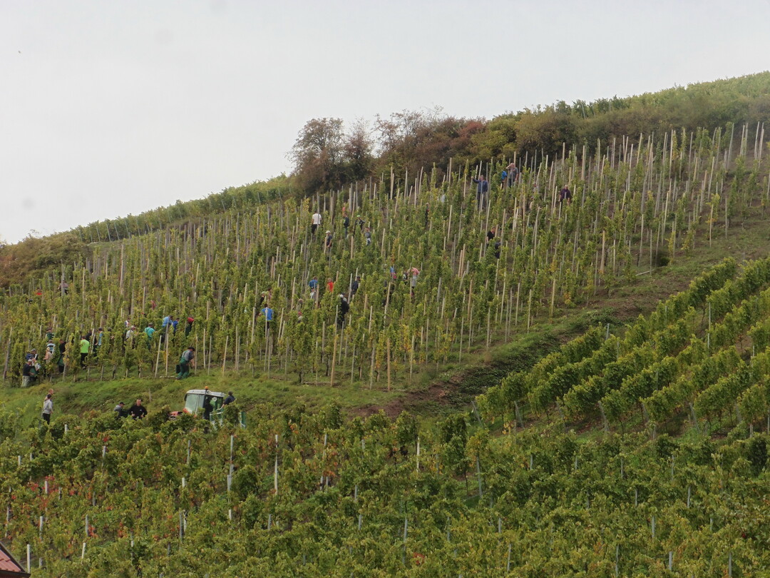 Vor allem bei fremden Arbeitskrften mssen die Mindestlhne sowie die Anforderungen der Arbeitsstttenverordnung und die Regelungen zur Arbeitszeit beachtet werden.