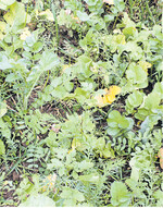 Mischung aus Ölrettich, Senf, Phacelia, Sommerwicke, Öllein und Lupinen.