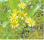 Wasser-Kreuzkraut taucht inzwischen auf immer mehr Grünlandflächen auf. Da es giftige Pyrrolizidin-Alkaloide enthält, kann der Aufwuchs Nutztieren schaden.