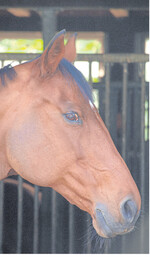 Mehrere Drusefälle im Land beunruhigen derzeit die Pferdehalter.