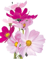 Der Farbton Rosa ist am häufigsten bei Schmuckkörbchen zu finden.