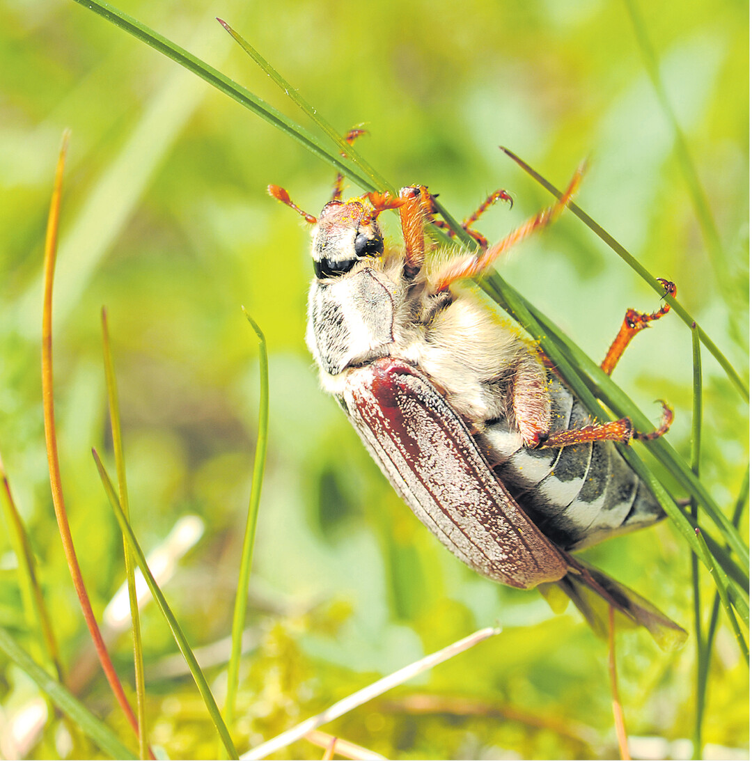 bild der woche Bis Mitte des vergangenen Jahrhunderts wurden Maikäfer in Deutschland verspeist. So manch einer kennt vielleicht noch Maikäfersuppe. Im Magazin für die Staatsarzneikunde aus dem Jahr 1844 kann man nachlesen, wie man sie zubereitet: Die lebend gesammelten Tiere – pro Portion rund 30 – sollten kein Eichenlaub gefressen haben, ansonsten schmecken sie bitter. Vor der Zubereitung wäscht man die Käfer und entfernt die hornartigen Flügel und Beine. Anschließend werden sie mit einem Mörser zerstoßen, in heißer Butter angeröstet und in einer Fleischbrühe gekocht. Die Suppe wird vor dem Essen passiert und mit etwas Mehlschwitze und Eigelb gebunden. Oft wurde Maikäfersuppe mit geschnittener Kalbsleber sowie Schnittlauch verfeinert und geröstetem Weißbrot serviert. Heike Kreutz, www.aid.de,