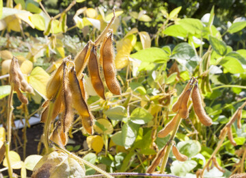 Meilenstein bei der Bekämpfung des Asiatischen Sojabohnenrosts: Internationales Forschungsteam entschlüsselt Erreger-Genom.