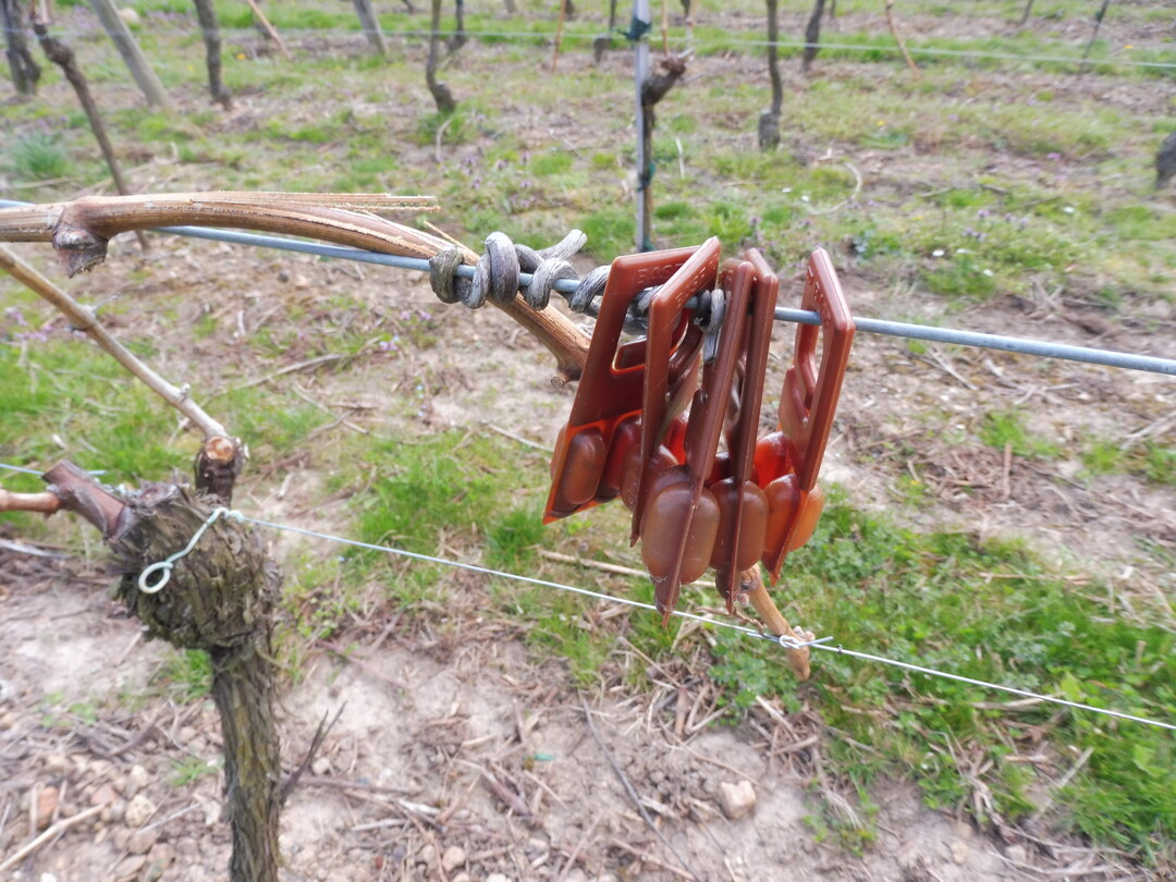 Heftschnre, Pheromondispenser und Pflanzrhren sollten aus den Weinbergen entfernt werden.