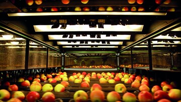  Die in der BayWa Obst GmbH & Co. KG, in der die Obstaktivitten der BayWa gebndelt sind, konnte im schwierigen Jahr 2016 - bei insgesamt gesunkenem Umsatz der BayWa Wrttemberg - ihren Umsatz um knapp 2 Prozent gegenber dem Vorjahr auf rund 57 Mio Euro steigern. Im Bild die Apfelsortieranlage Kressbronn.