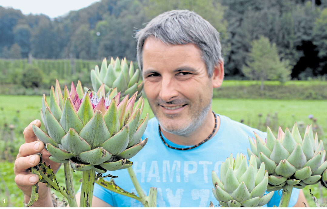 lm Argental reifen die Artischocken von Engelbert Lanz. Er schneidet die Blüten ab und vermarktet sie direkt oder über Gärtnereien in der Umgebung. Lanz ist ständig dabei, Neues auszuprobieren.