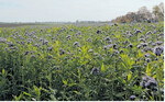 Eine Mischung mit Phacelia und Ramtillkraut. Die beiden Pflanzenarten sind nicht näher mit Familien unserer Kulturpflanzen verwandt und passen in so gut wie jede Fruchtfolge.