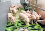 Zu hohe Proteingehalte in den Rationen können Absetzferkel anfällig für Streptokokkeninfektionen machen.